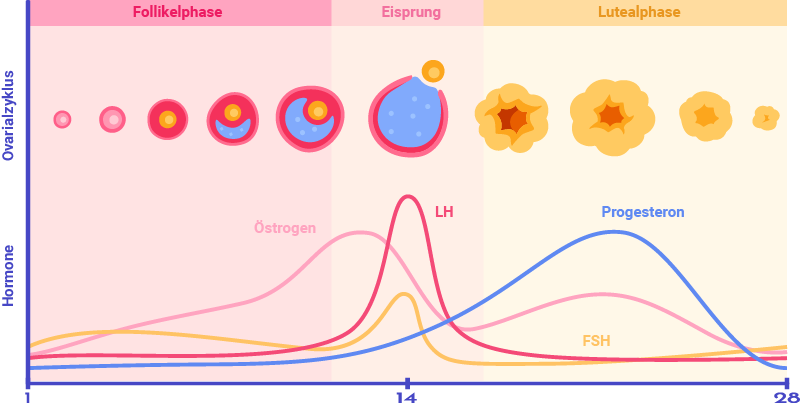 ovarialzyklus und hormone